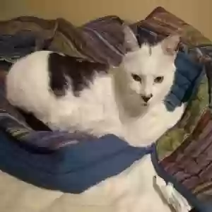 lost male cat lyovik