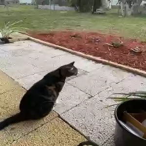 lost female cat bitty