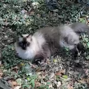 lost male cat basil