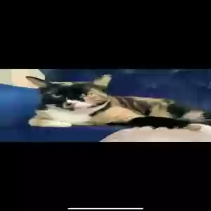 lost female cat meep