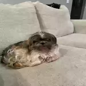 lost male dog bandit