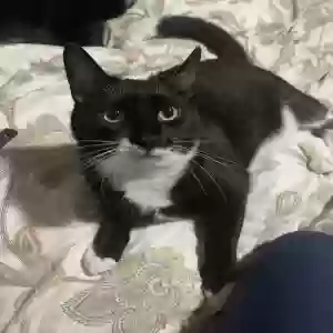 lost male cat noodles