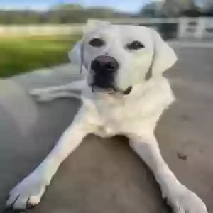 lost male dog walker