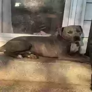 lost male dog riko