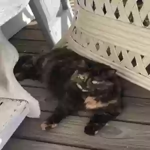 lost female cat fat kitty