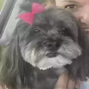 lost female dog sophie