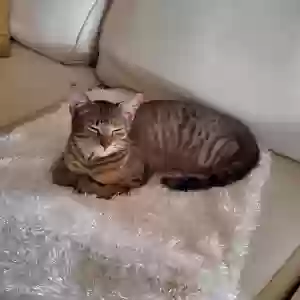 lost female cat delilah