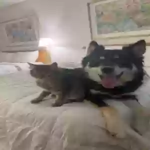 lost male dog aston
