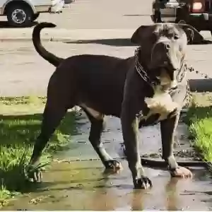 lost male dog duke