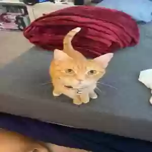lost female cat nala
