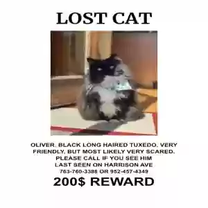 lost male cat oliver