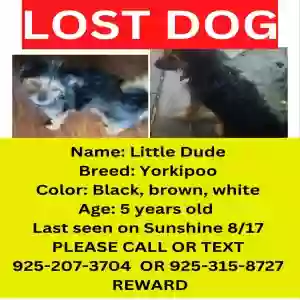 lost male dog little dude