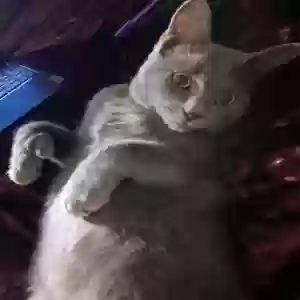 lost male cat buttercup