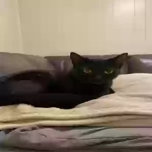 found female cat unknown