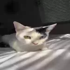 lost female cat ava