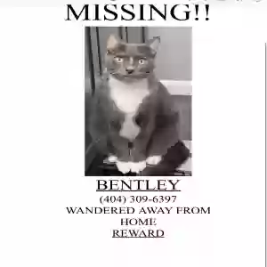 lost male cat bentley