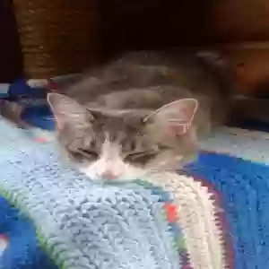 lost female cat lyla