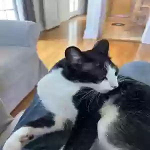 lost male cat koa