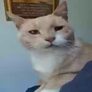 lost male cat keith