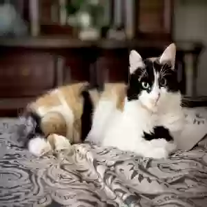lost female cat sundae