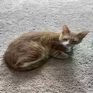 lost female cat peaches