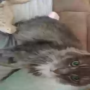 lost male cat skitzo schwandt