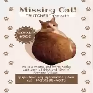 lost male cat butcher