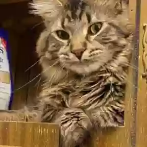 lost male cat hades