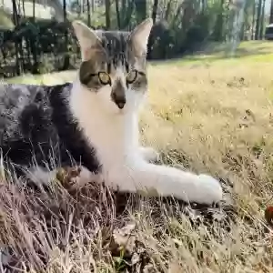 lost female cat noodle