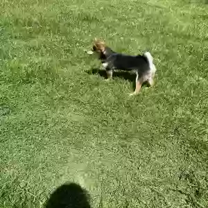 lost male dog grizzy