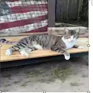 lost male cat tiger