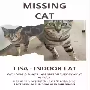 lost female cat lisa