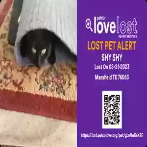 lost female cat shy shy