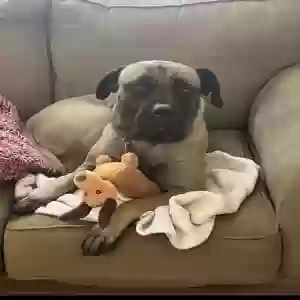 lost female dog meeka