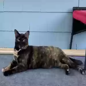 lost female cat momo