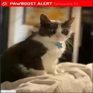 lost female cat fury