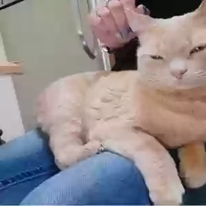 lost male cat cinnabon