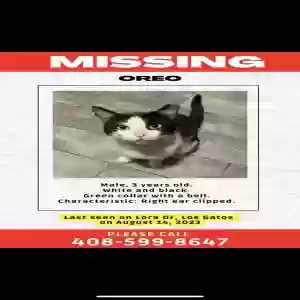 lost male cat oreo