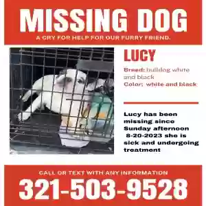 lost female dog lucy