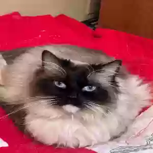 lost female cat lacey