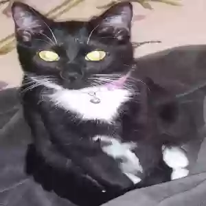 lost female cat bella
