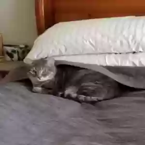 lost male cat ivan