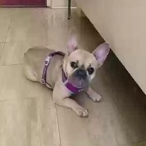lost female dog coco