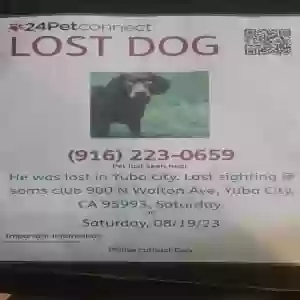 lost male dog buck