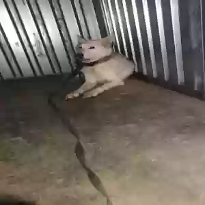 found male dog unknown
