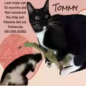 lost male cat tommy