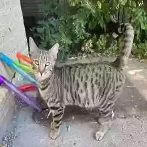 found female cat unknown