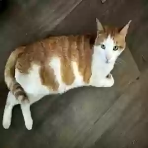 lost male cat twinkie lulu