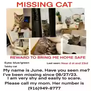lost female cat june