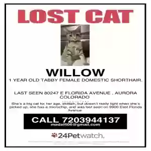 lost female cat willow